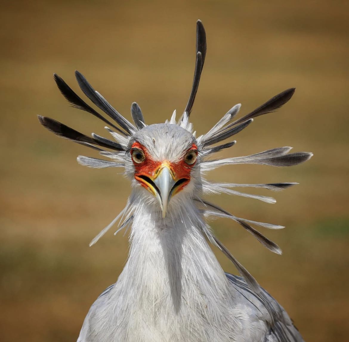 One of the most iconic birds in South Africa - A secretary bird head shot