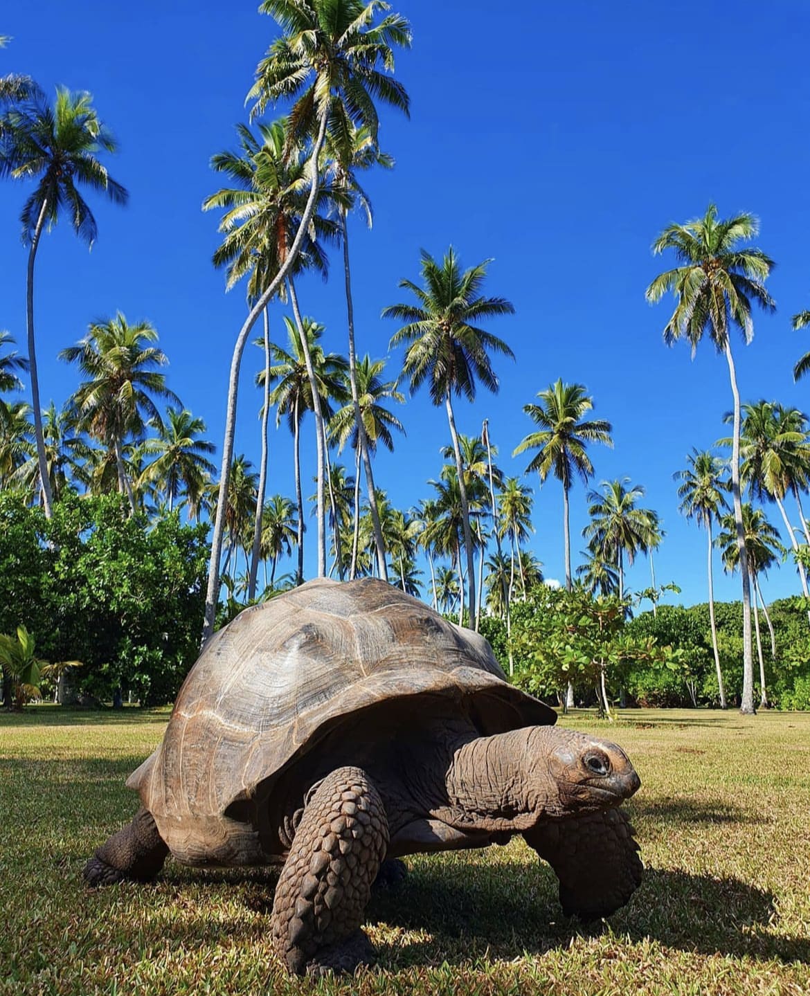 A giant tortoise on the North Island