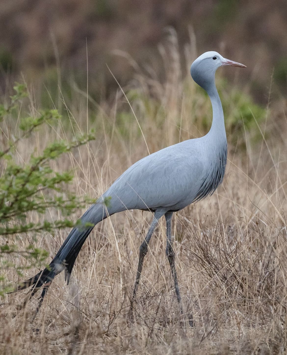 Blue Crane walking through the tall grass