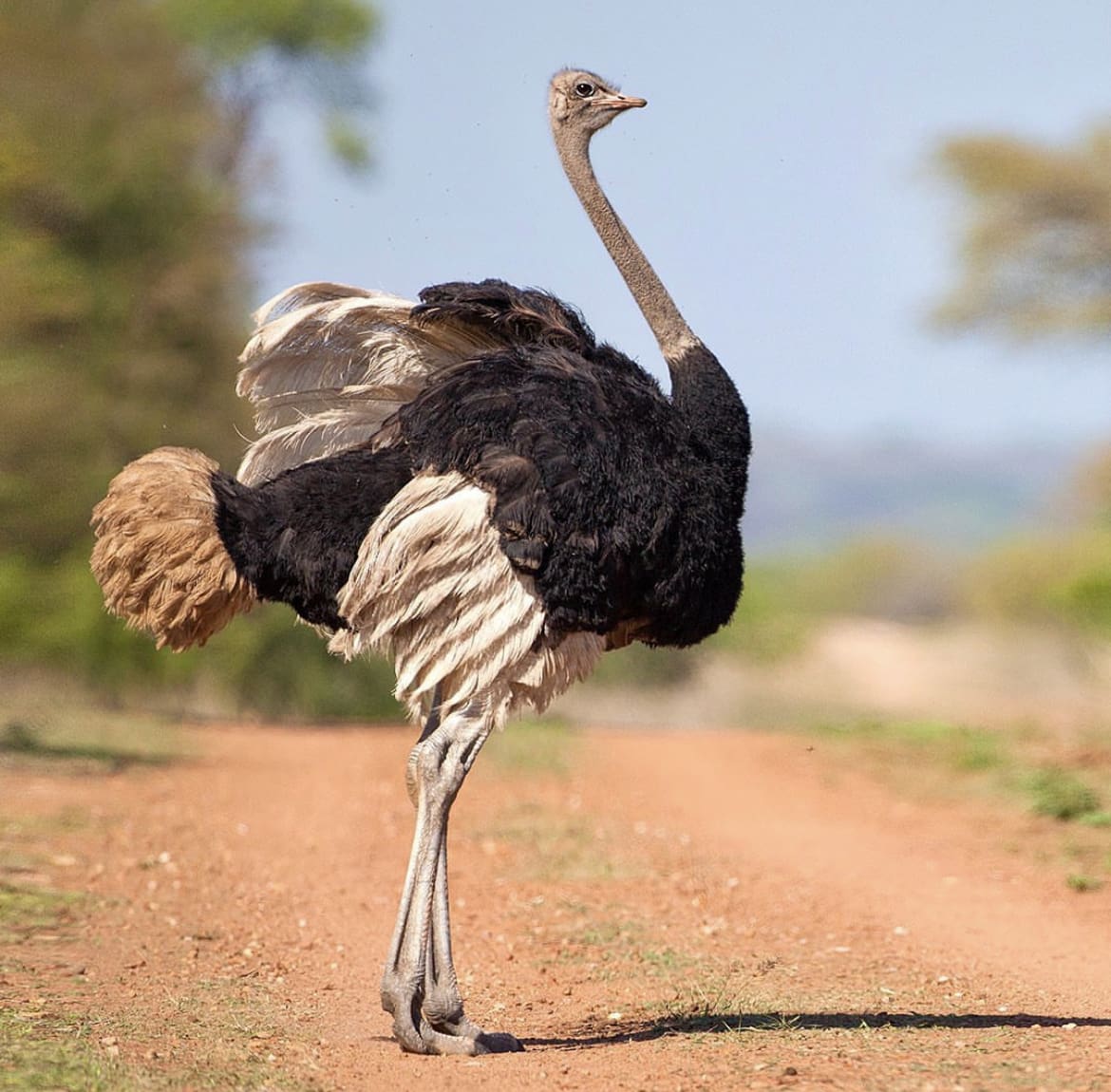 One of the most iconic birds in South Africa - Ostrich in the road in Kruger National Park