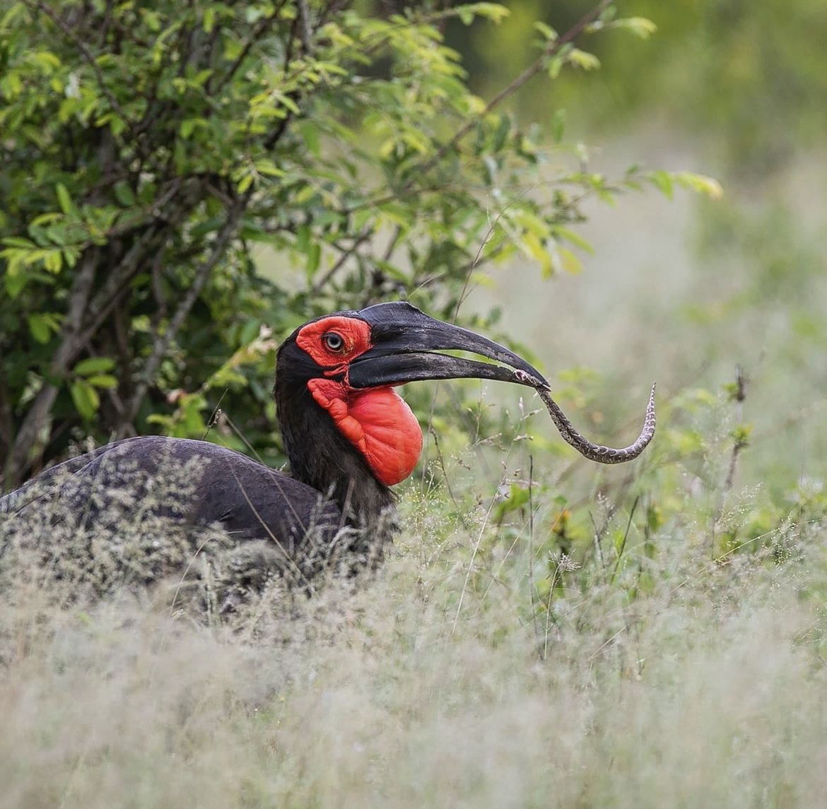 Southern Ground Hornbill feeding on a young Puff Adder
