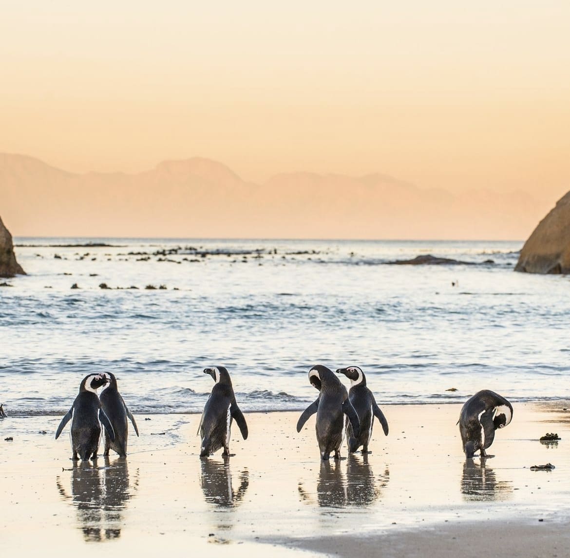 Penguins on Boulders Beach