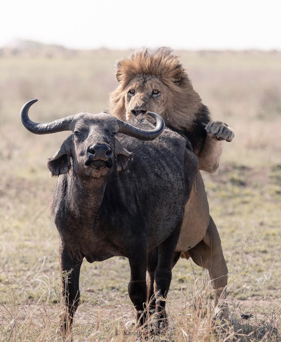 male lion pouncing onto the back of a buffalo during the hunt - What do lions eat