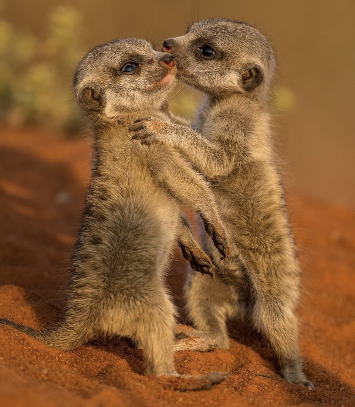 A pair of baby meerkats playing in the Kalahari sand
