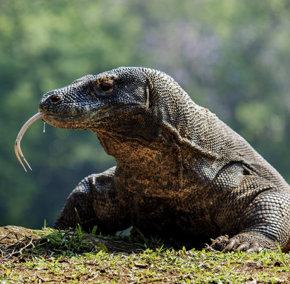 A giant Komodo Dragon