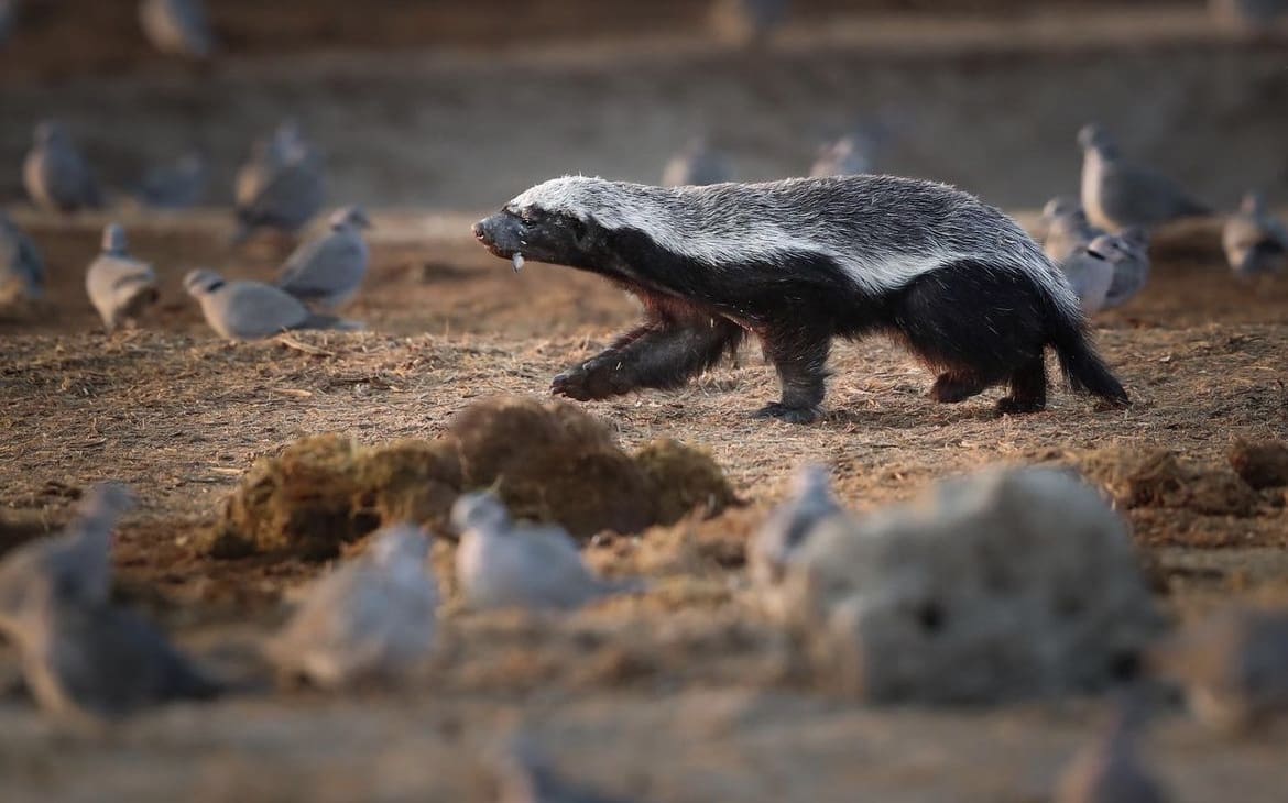 Badger prowls through an open pan as a flock of turtle doves feed
