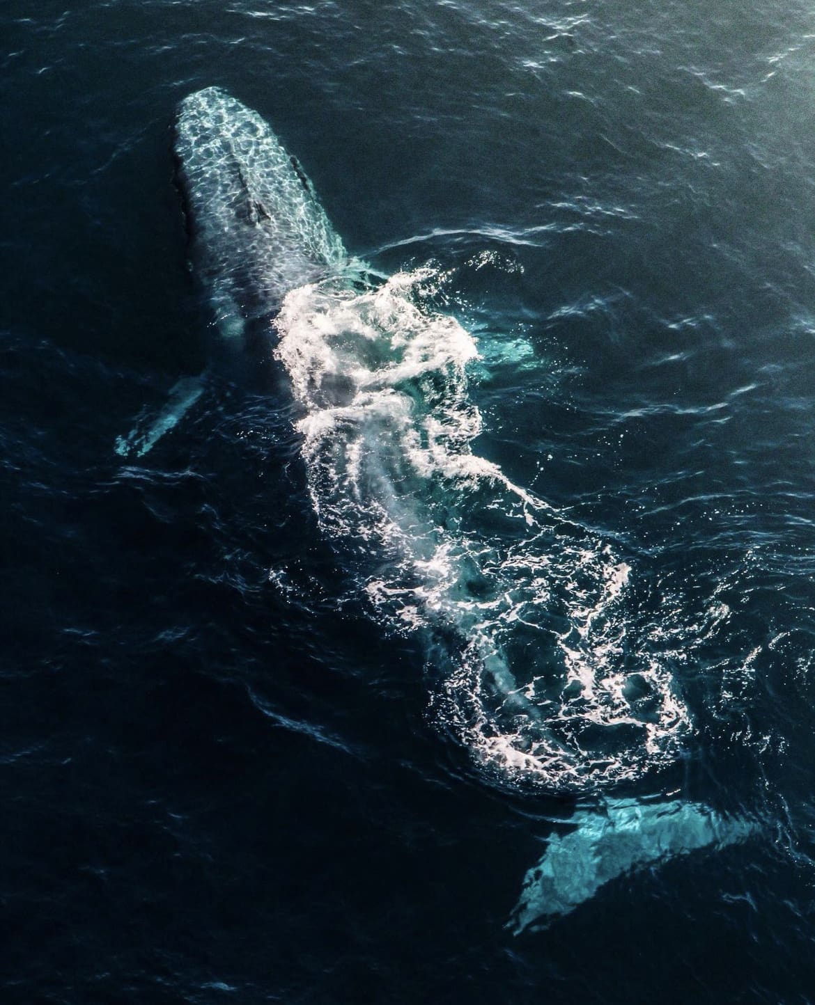 Brushing the surface of the ocean in New Zealand