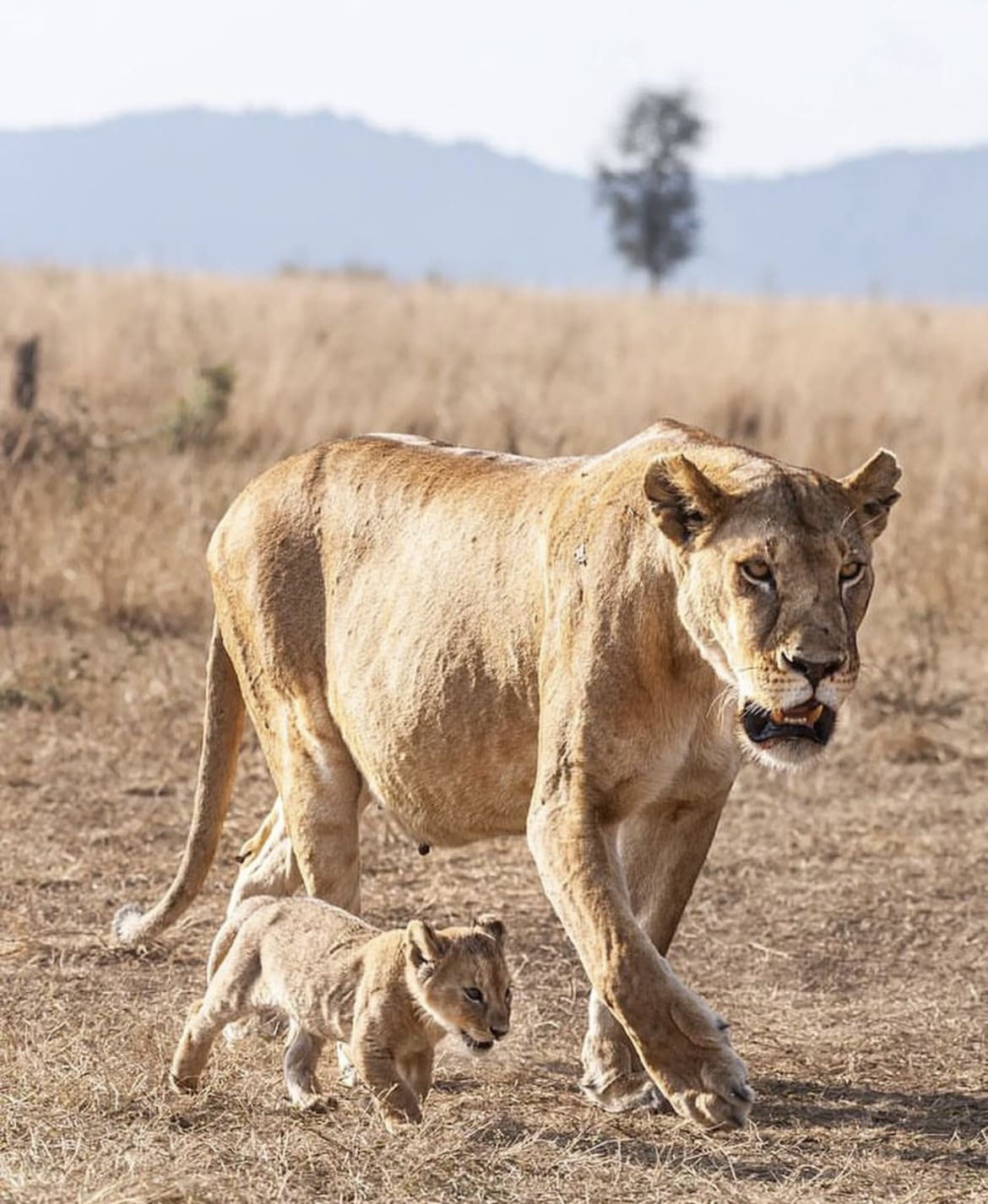 A large lioness and her young cub walk across a clearing the savanna