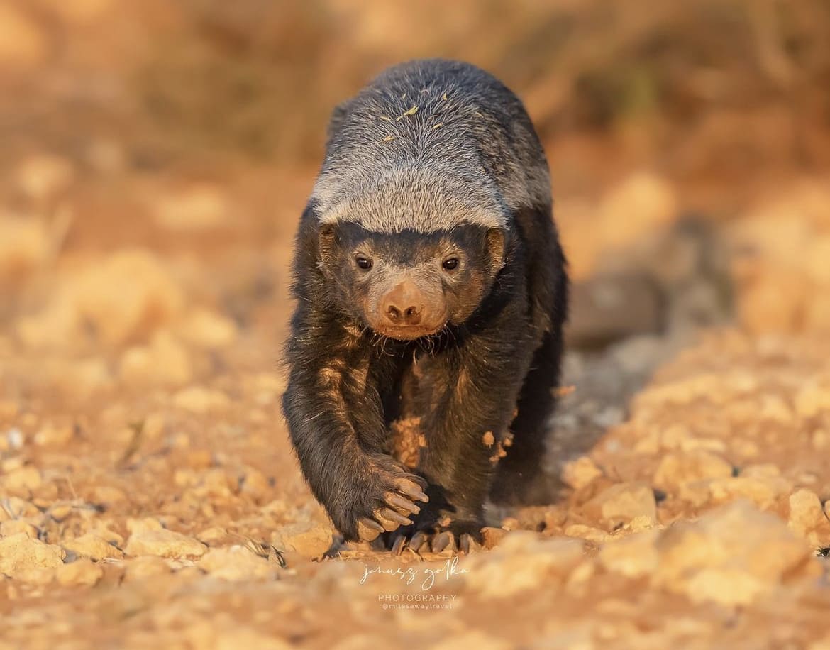Honey Badger in Erindi National Park
