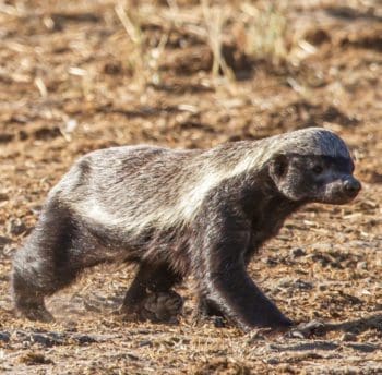 Get To Know the Honey Badger | Wildest