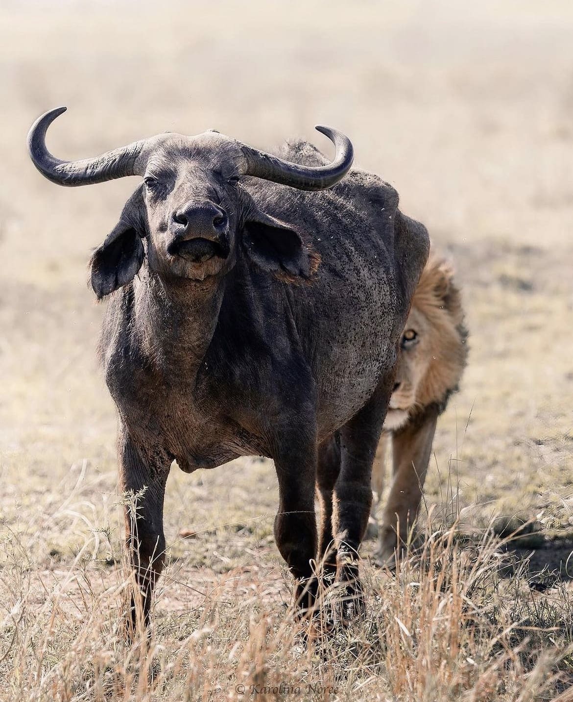 Male lion stalking a large cape buffalo