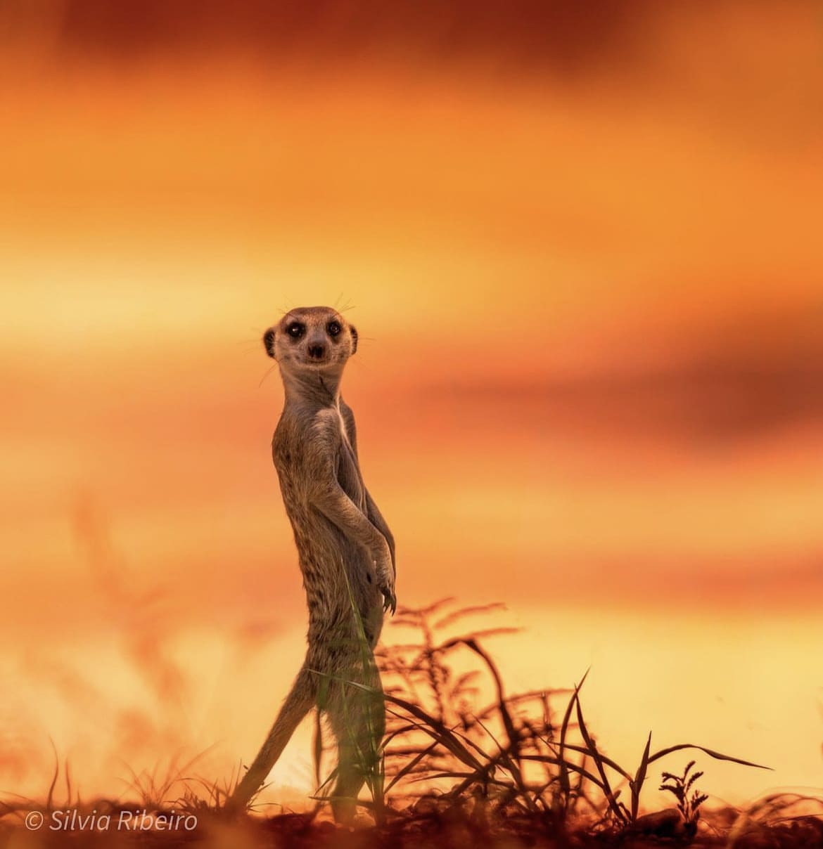 A Meerkat stands up in front of a golden, African sky