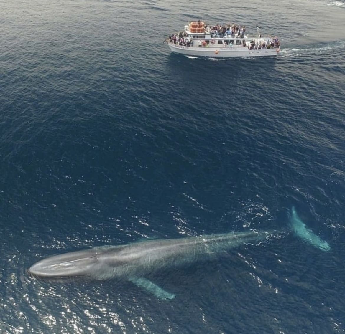 A blue whale showing off its size next to a large boat