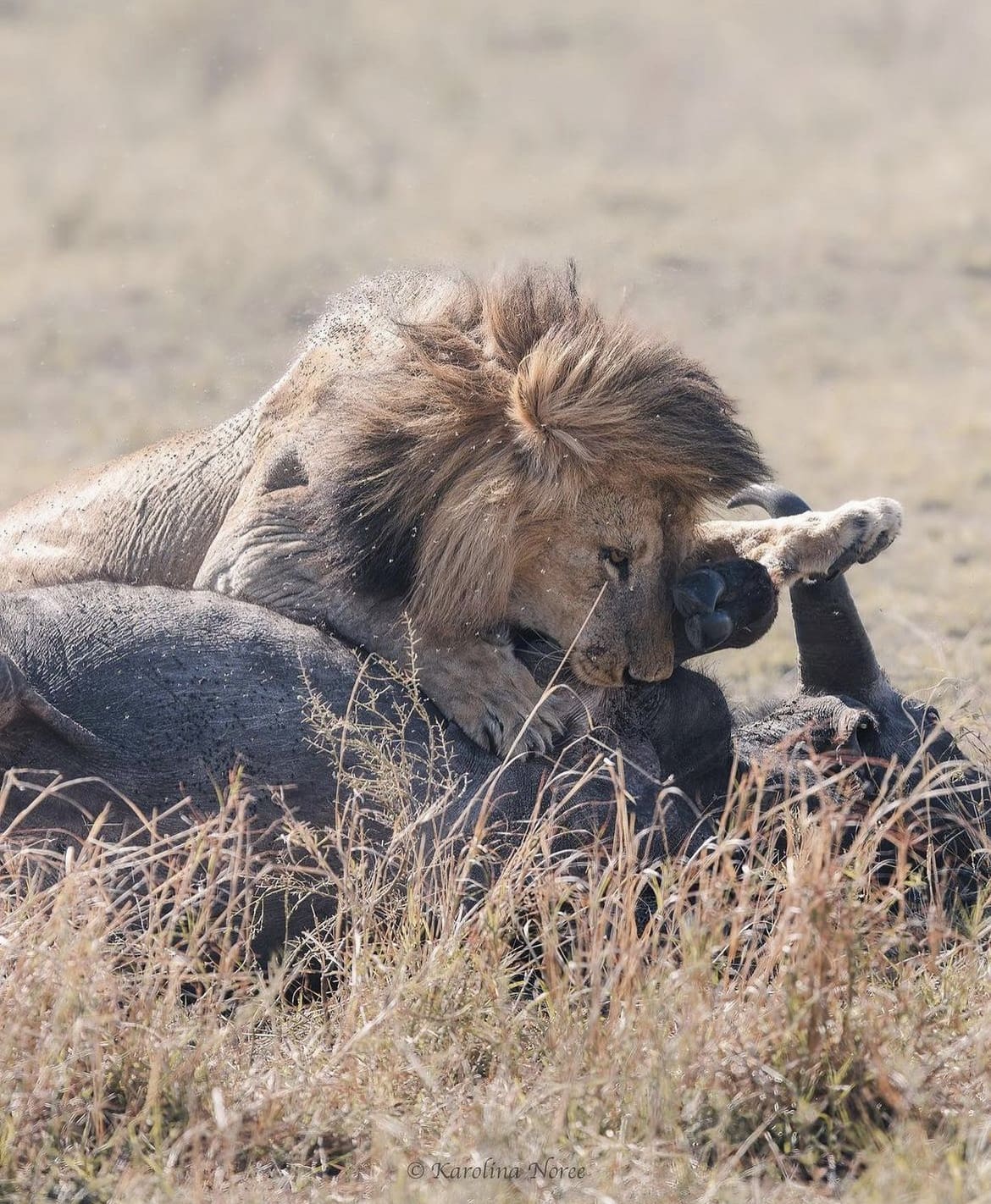 Lone male lion takes down buffalo