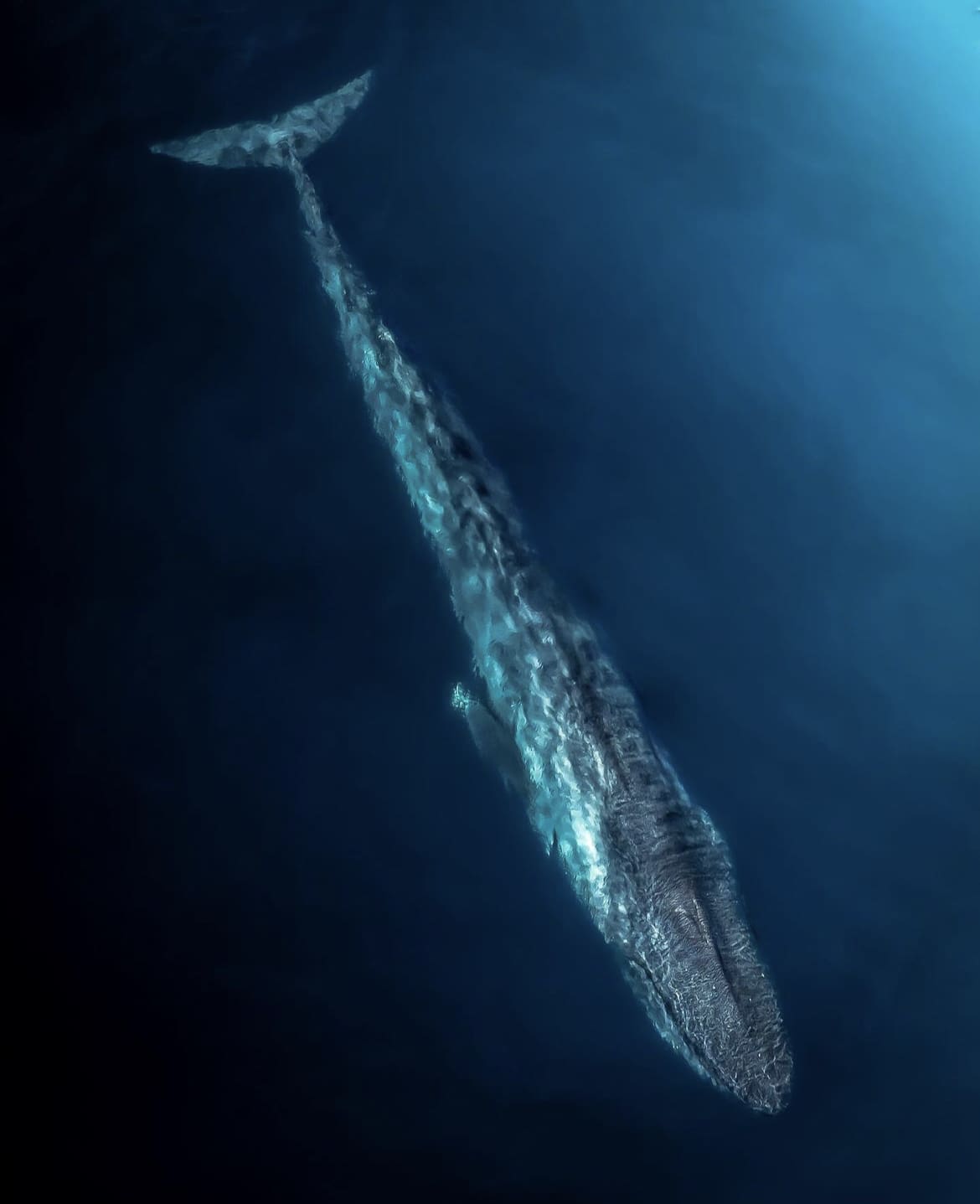 Blue whale dives into the deep of the ocean in Western Australia
