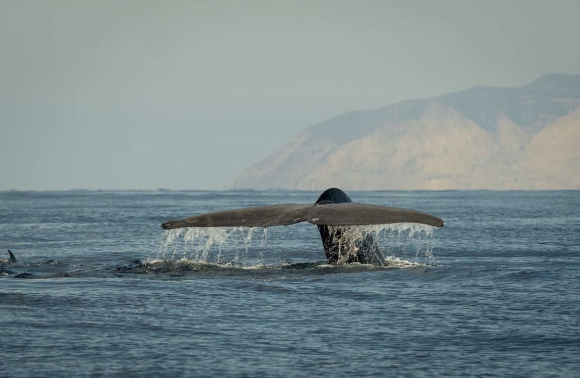 Whale tail slapping the water