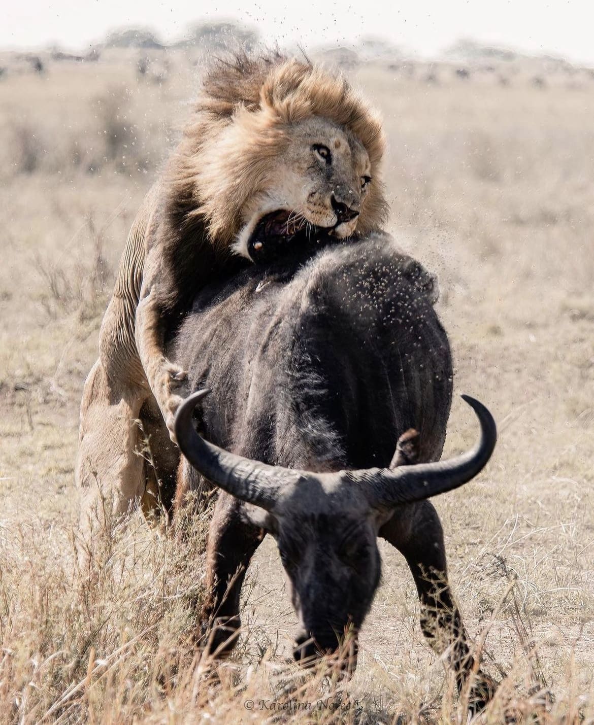 Male lion biting into buffalo