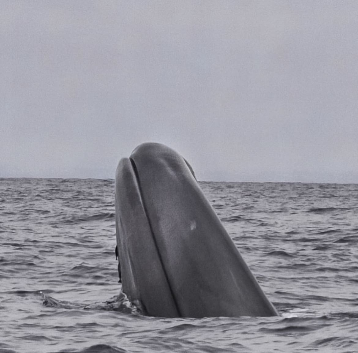 Blue whale breaching the surface of the water with its mouth