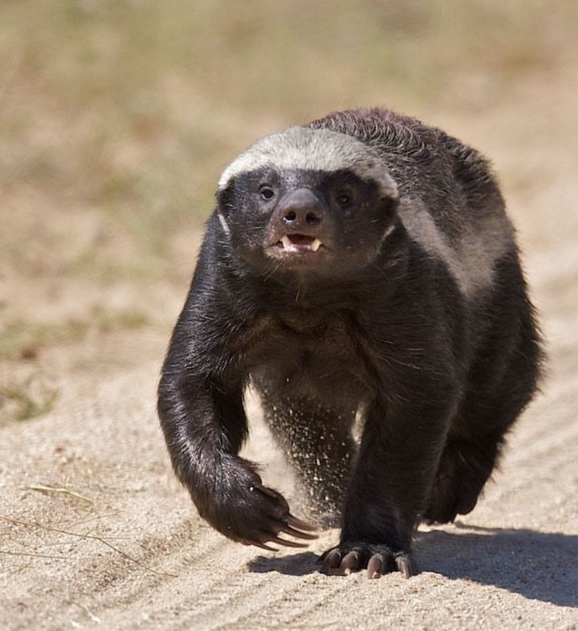 One of the fiercest animals in Africa