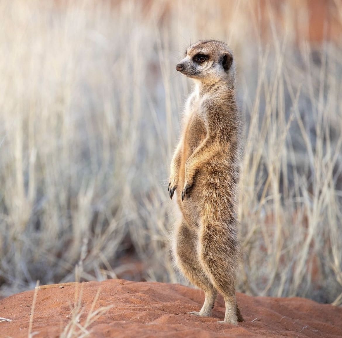 A lone meerkat stands on its hind legs as it scans the surrounding area