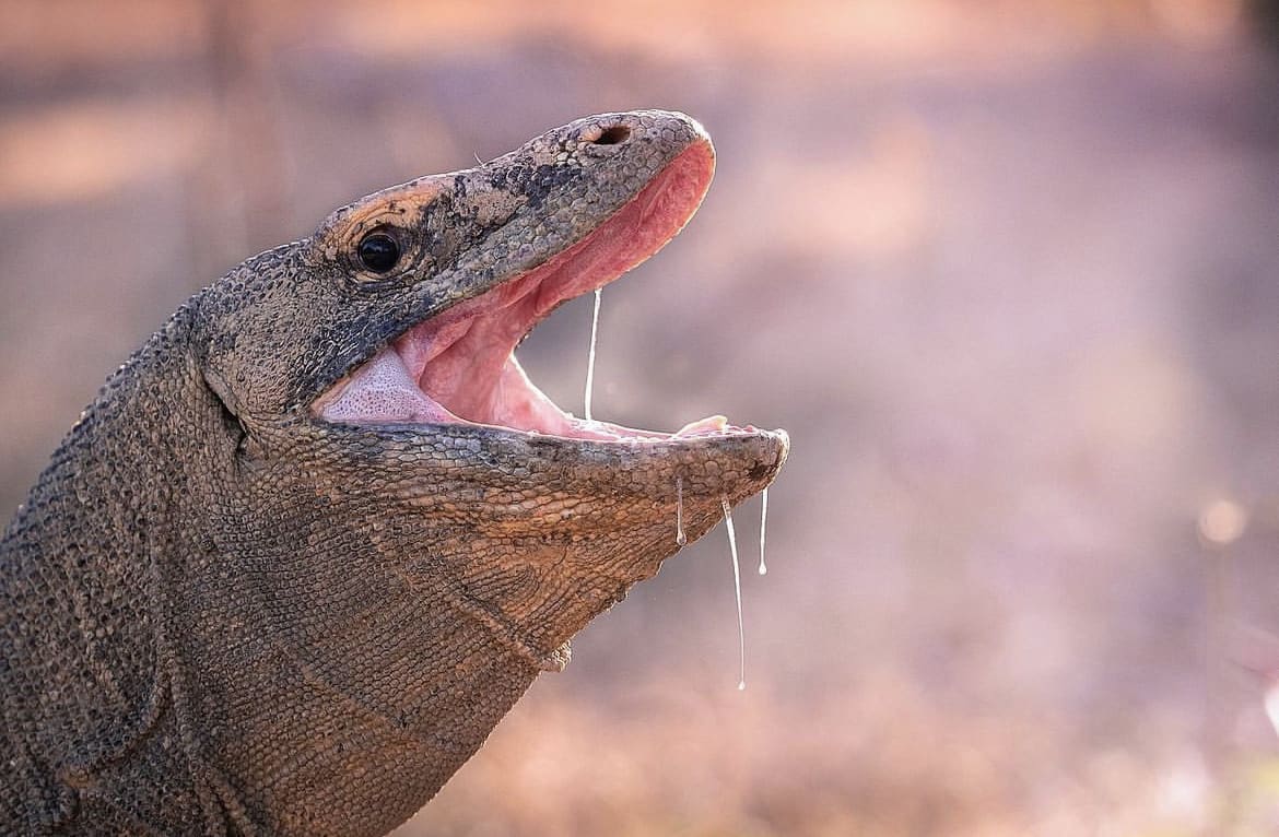 Get To Know The Komodo Dragon | Wildest