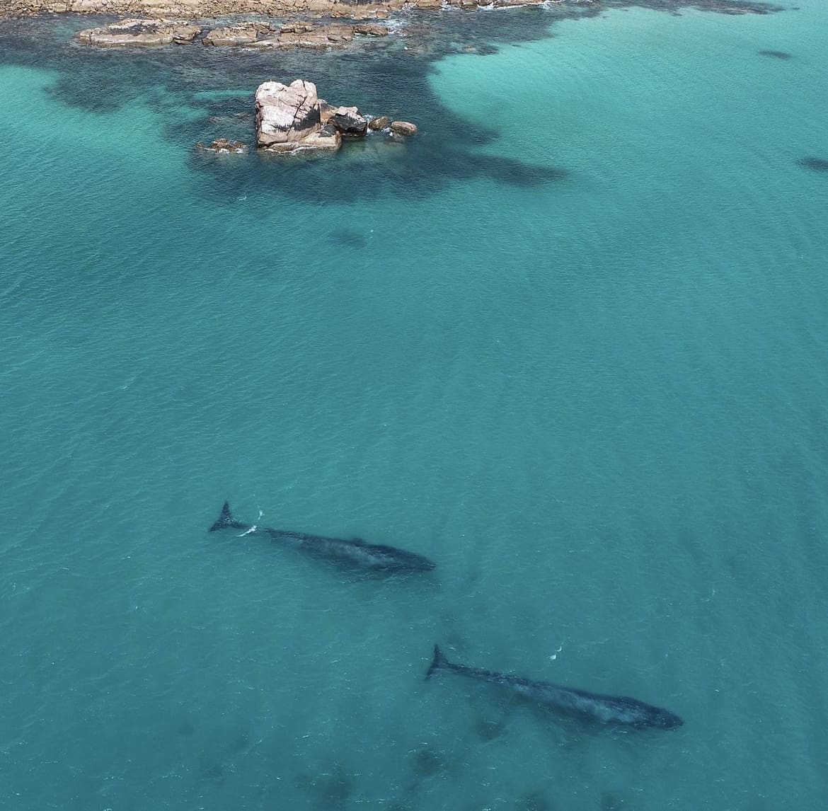 A pair of blue whales cruising the coast in Australia
