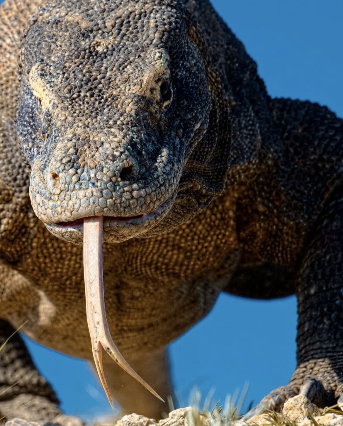 The world's largest lizard showing off itsForked tongue