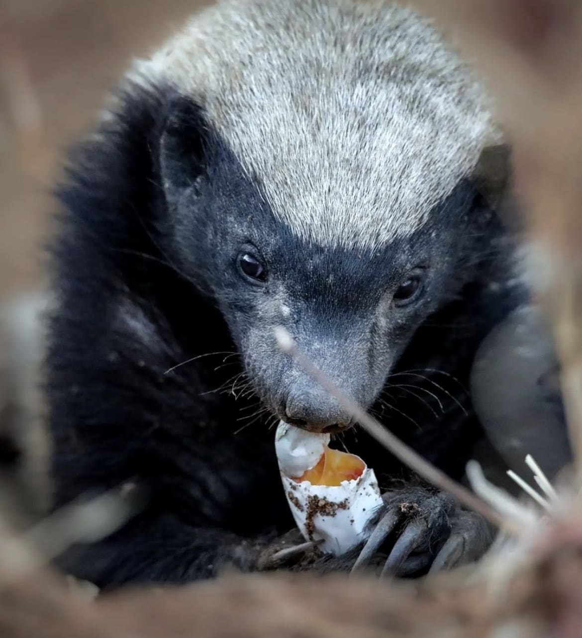 Feeding on a bird's egg