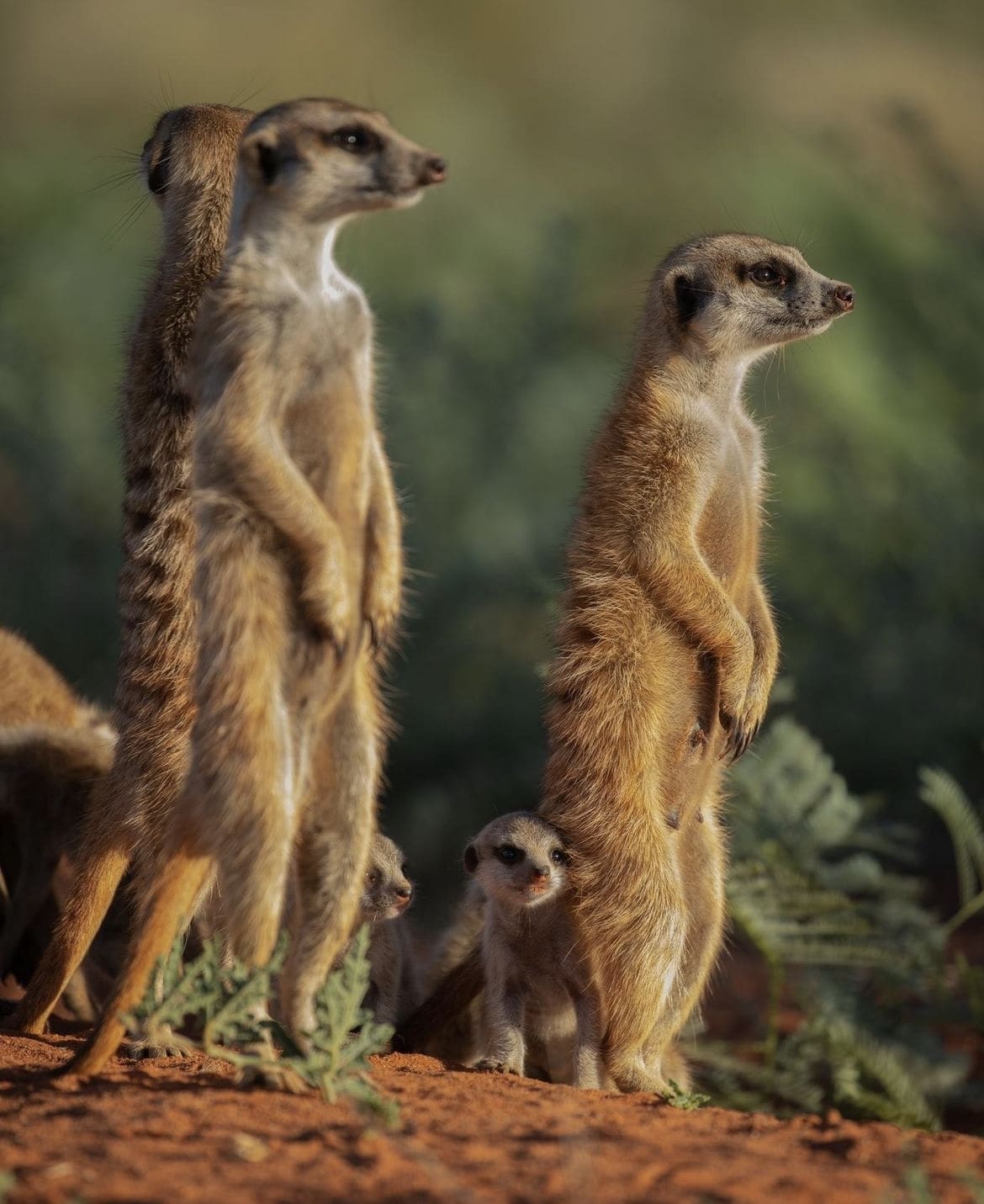 Meerkat family outside their den in Tswalu Kalahari Reserve