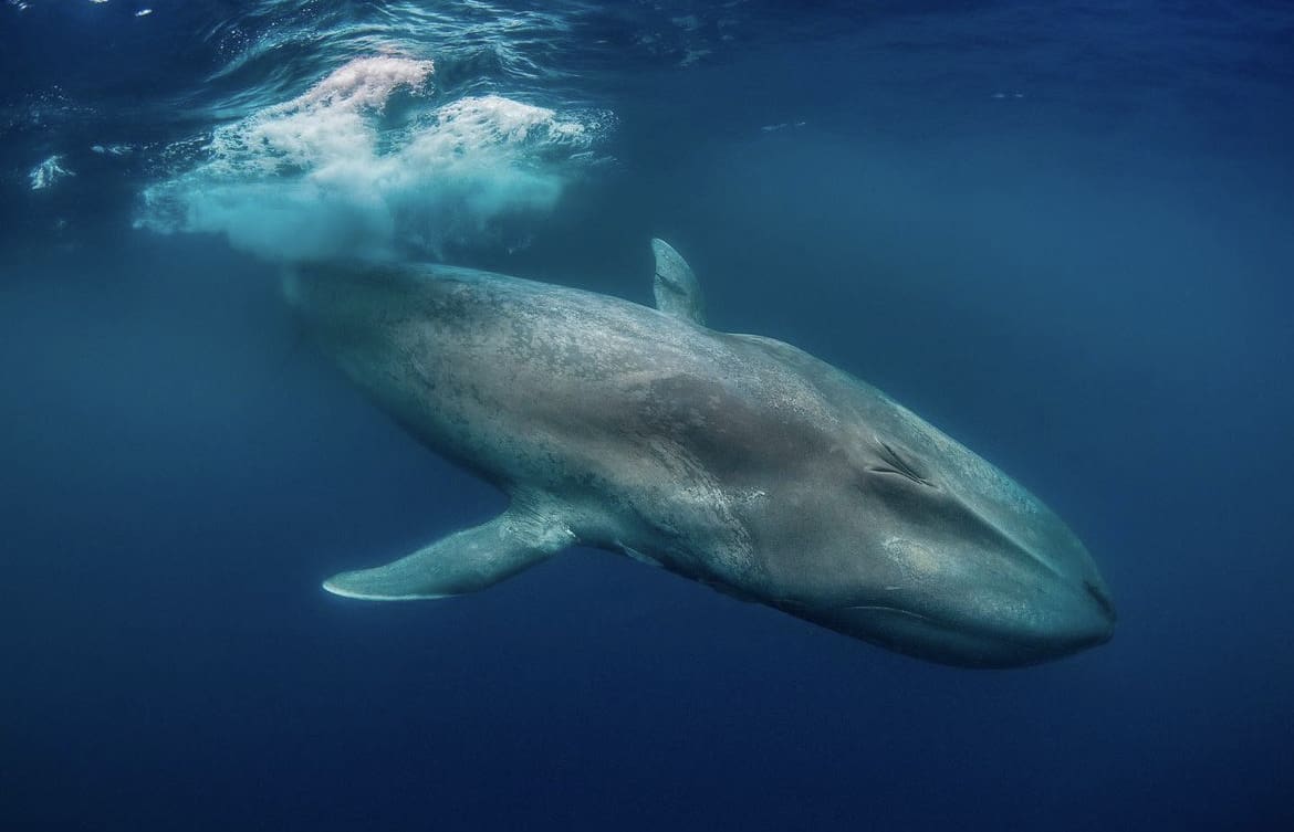 Underwater view of a whale as it slaps the water with it's tail