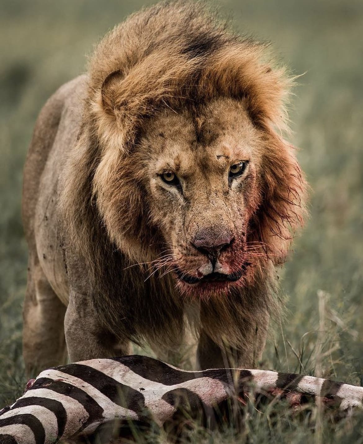 Bloody male lion stands over a zebra carcass