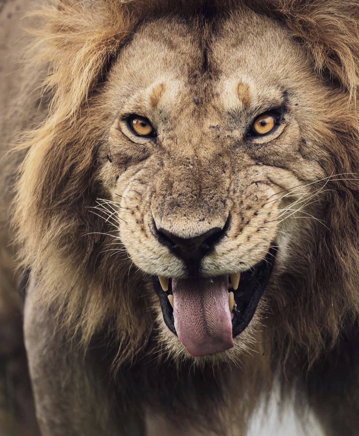 A male lion 'tasting' the air through the Flehmen response