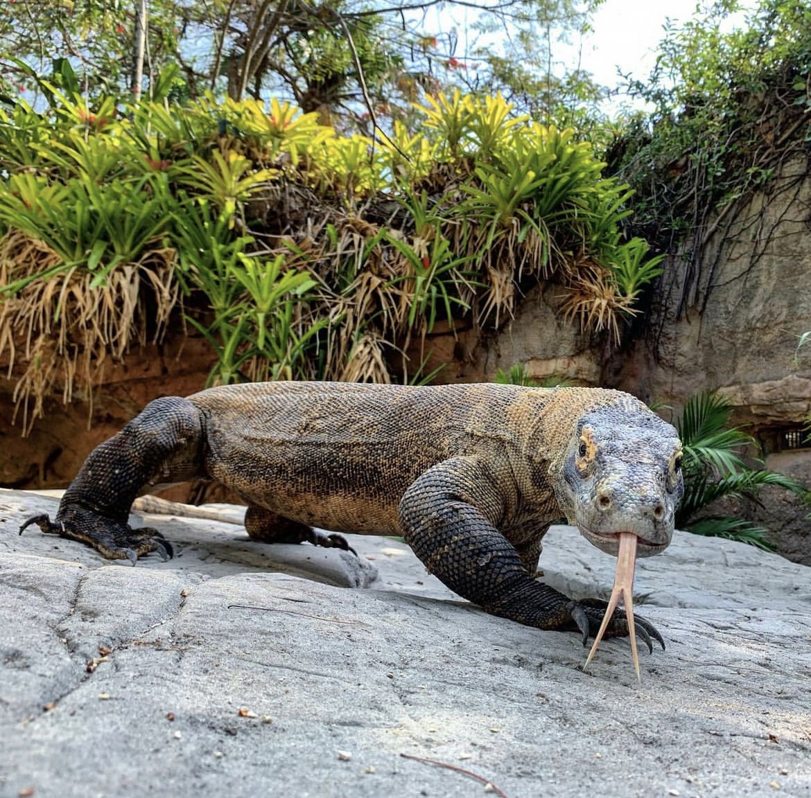 a modern day dinosaur