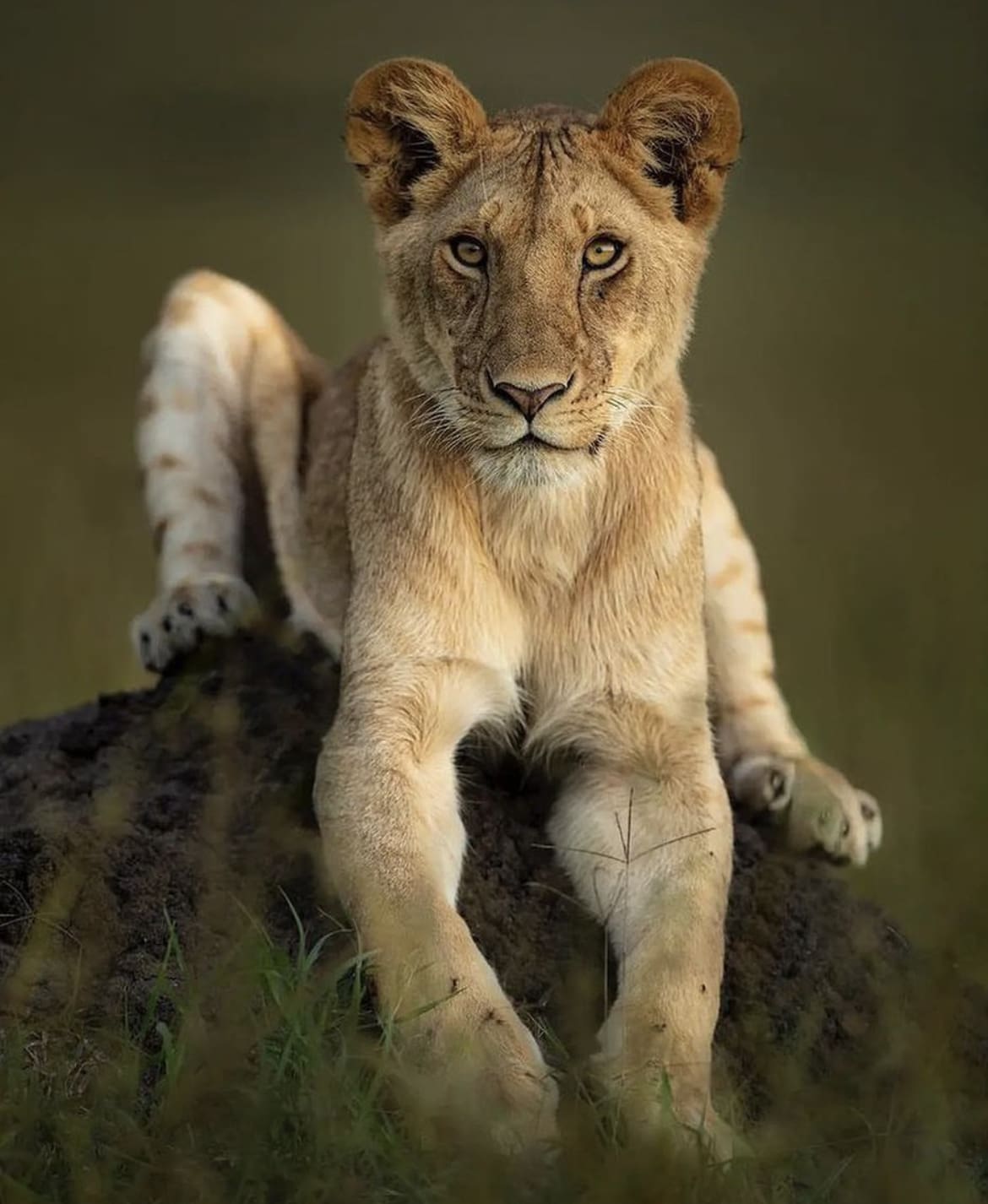 A mischievous lion cub rests on an anthill - Lion food