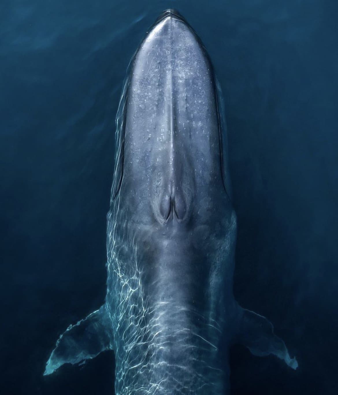 Headshot at the surface of the ocean