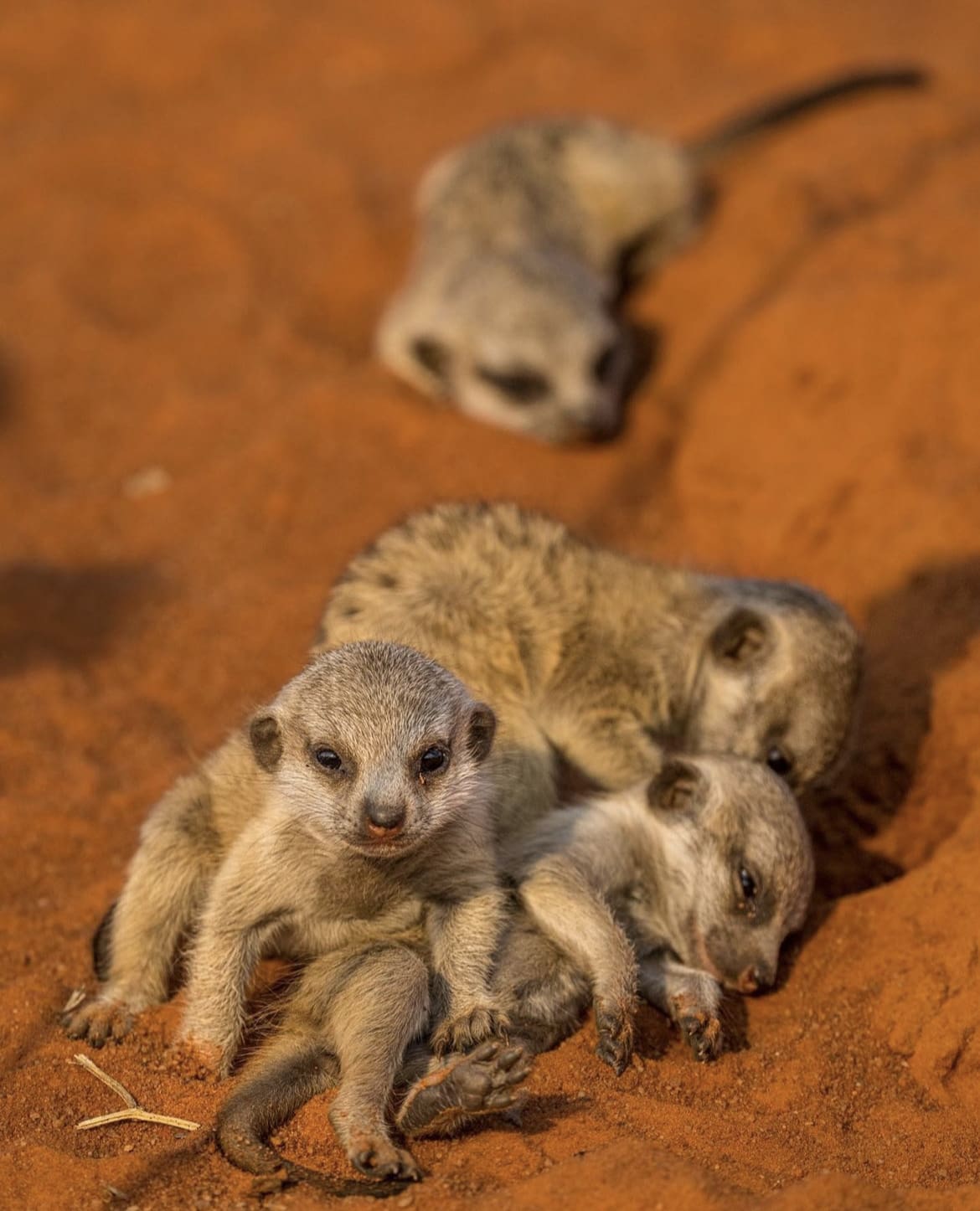 A litter of meerkat pups playing in Tswalu Kalahari Reserve