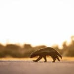 Get To Know the Honey Badger