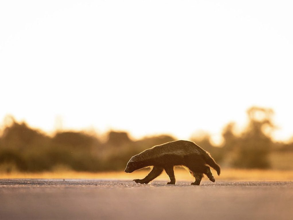 Honey badger calmly walking along a road at sunset