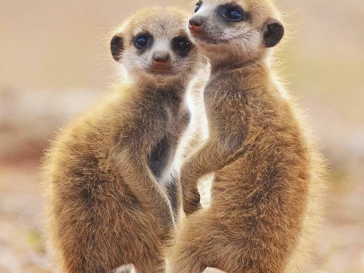 Meerkat pups posing perfectly for the camera