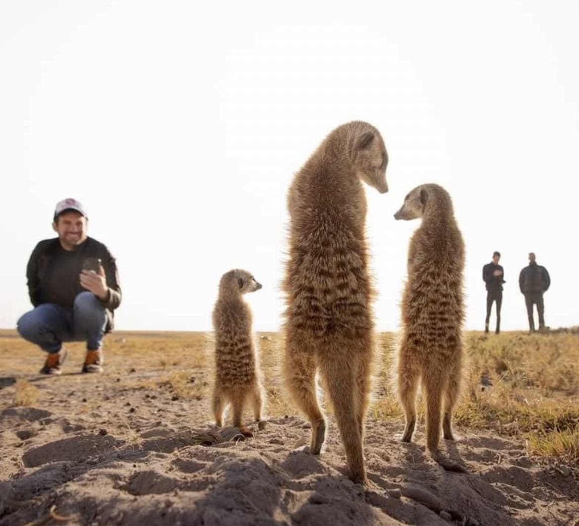 People interacting with Meerkats while on safari in Botswana