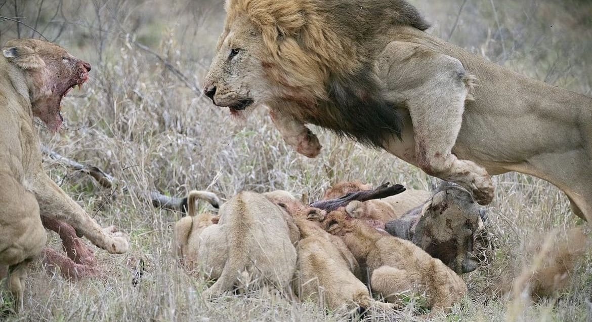 Male lion chases females away from a fresh kill, to allow the cubs to eat - what do lions eat