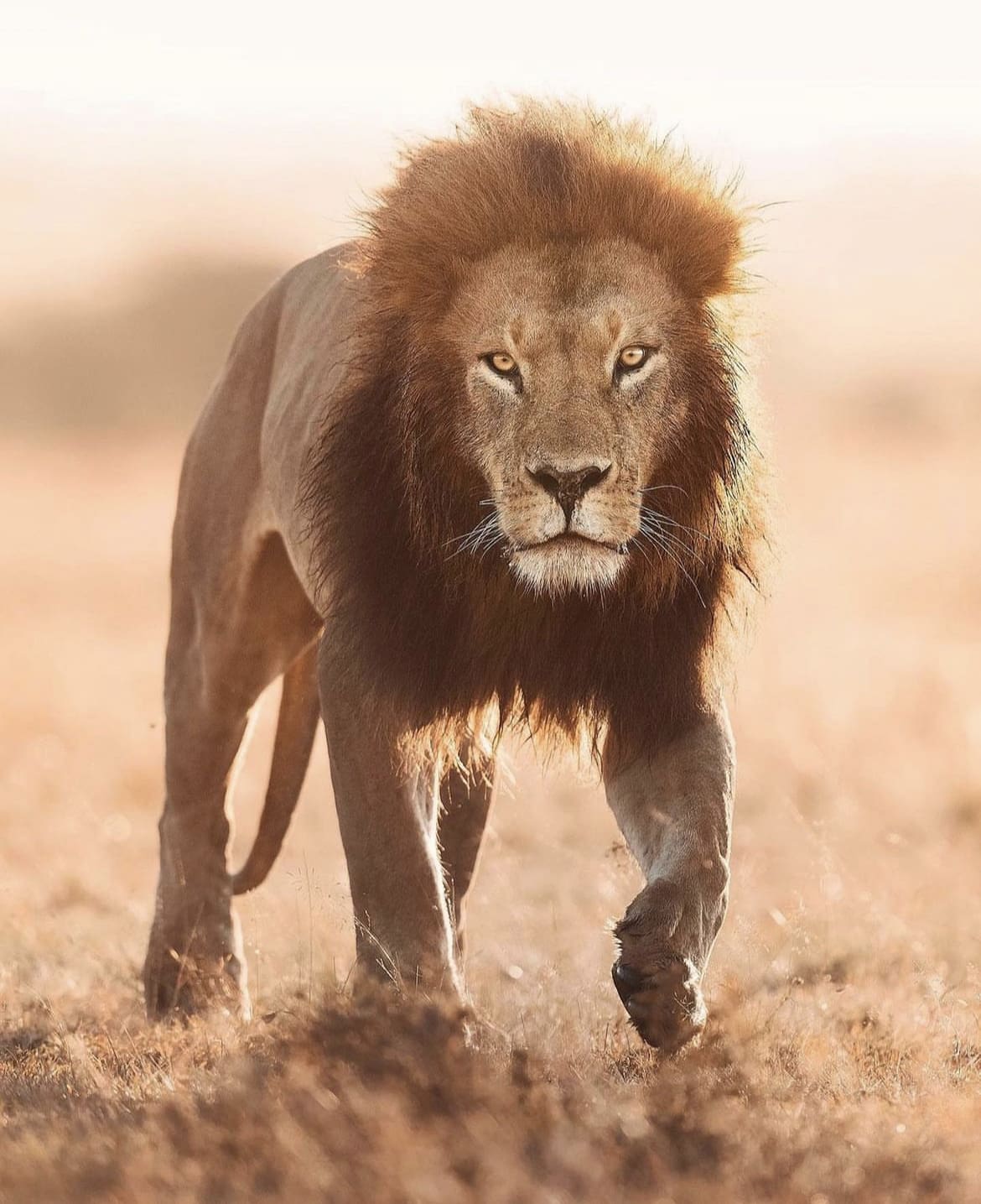 Majestic male lions walking through the grassland in Kenya