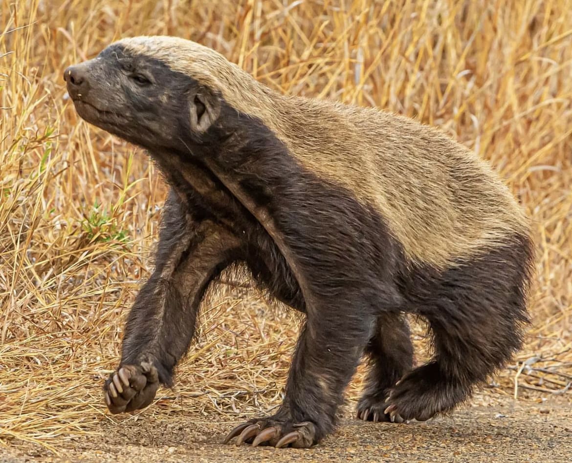A honey badger emerges from the thick bush