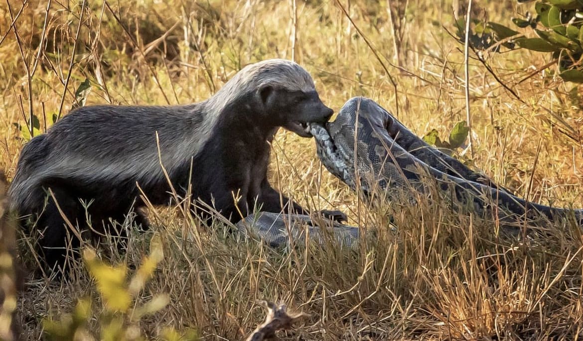 A large honey badger biting into the thick skin of a large rock python in Kruger National Park