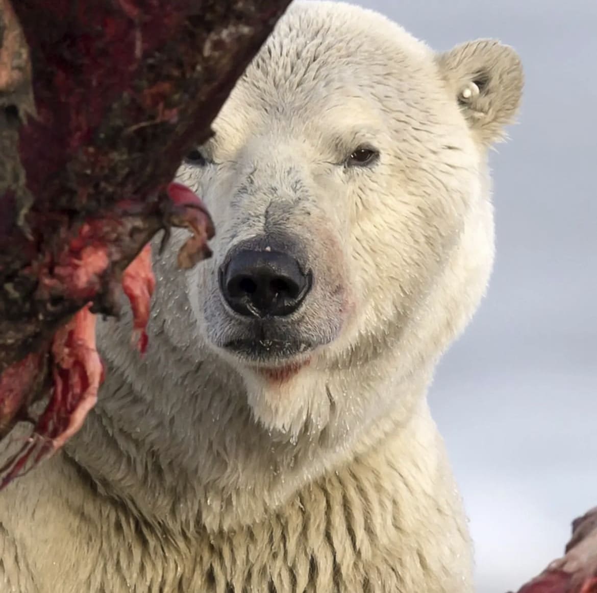 A large male polar bear staring through part of a bowhead whale carcass