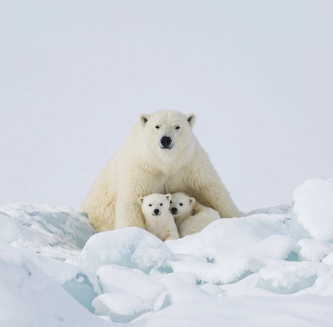 Female polar bear guarding her cubs