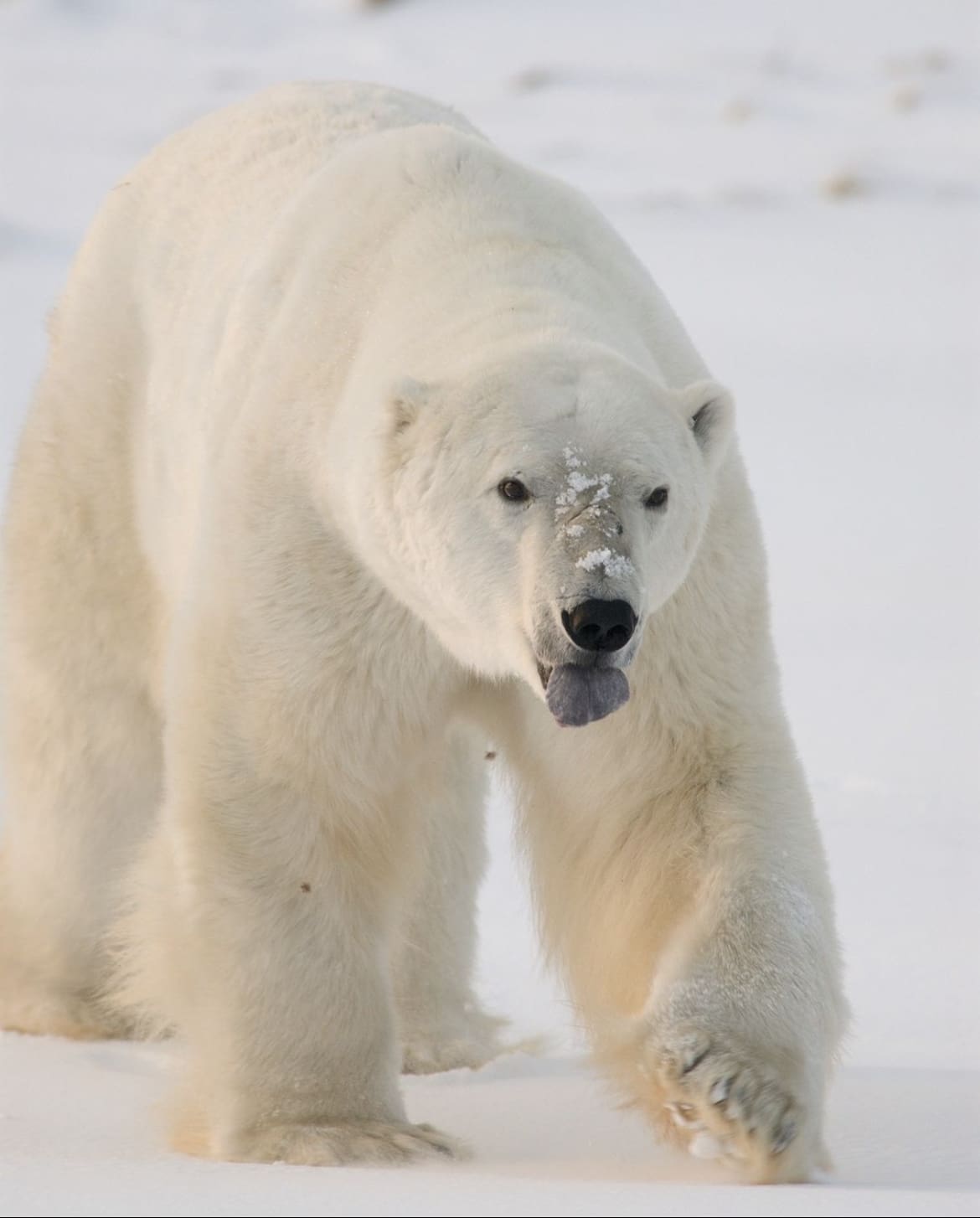 Giant polar bear with tongue out