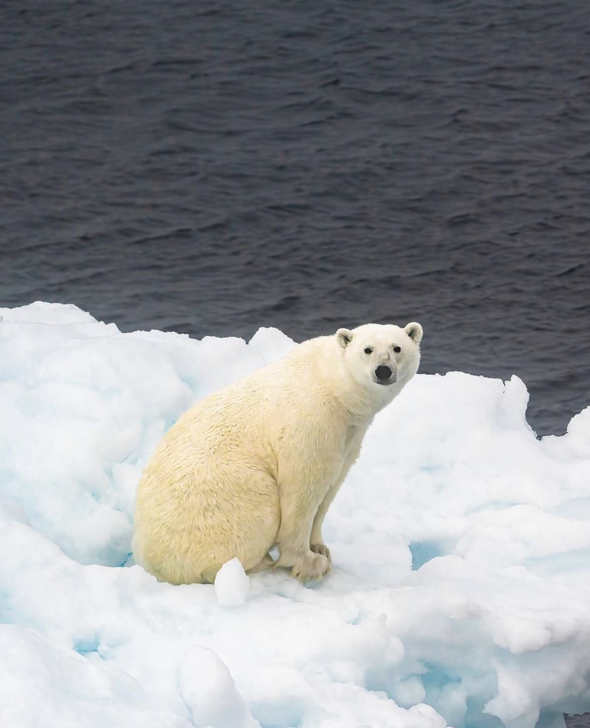 A lone polar bear sitting on ice, alongside the arctic ocean