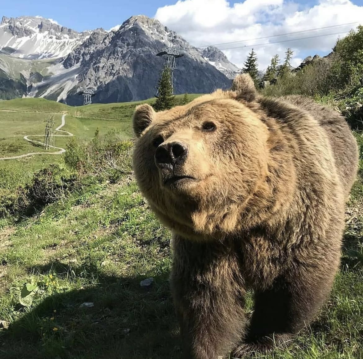 A large grizzly bear approaching a trail cam