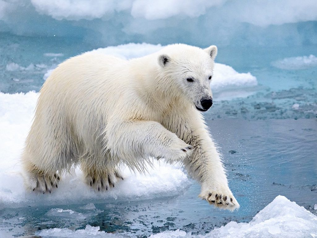 Arctic predator jumping from once piece of floating ice to another